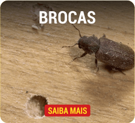 brocas