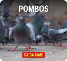 pombos